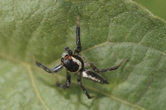 Telamonia caprina