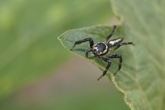 Telamonia caprina