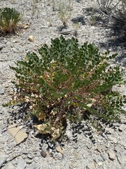 Astragalus megacarpus