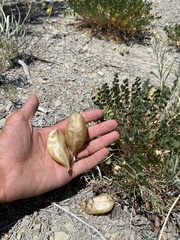 Astragalus megacarpus