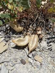 Astragalus megacarpus