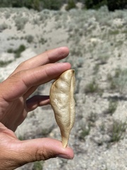Astragalus megacarpus