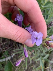 Penstemon lyallii