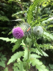 Cirsium brevistylum