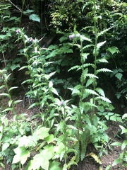 Cirsium brevistylum