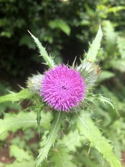 Cirsium brevistylum