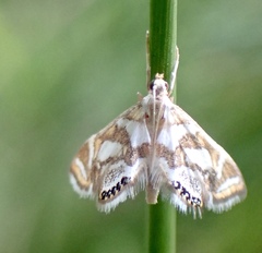 Chrysendeton