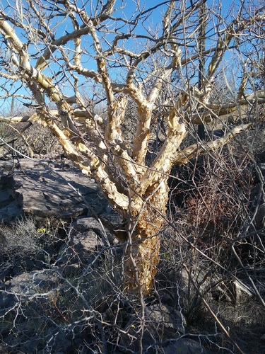elephant tree