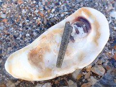 Pectinariidae
