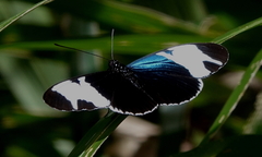 Heliconius sapho leuce