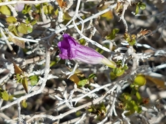 Ruellia californica peninsularis