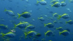 Schuettea scalaripinnis