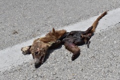 Nasua narica nelsoni