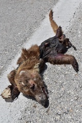 Nasua narica nelsoni