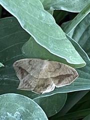 Prochoerodes lineola