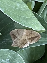 Prochoerodes lineola