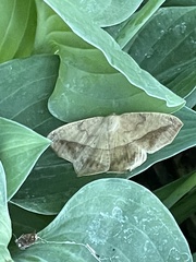Prochoerodes lineola