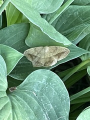 Prochoerodes lineola