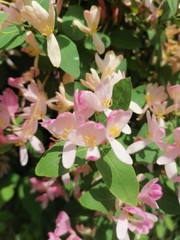 Lonicera tatarica