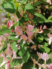 Lonicera tatarica