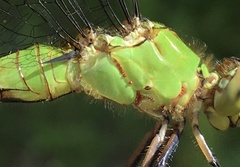 Arrenurus