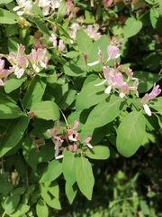 Lonicera tatarica