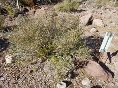 Ruellia californica peninsularis