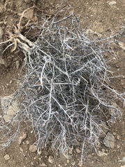 Coleogyne ramosissima
