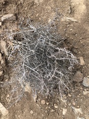 Coleogyne ramosissima