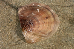 Pinctada maculata