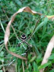 Argiope blanda