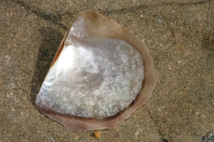 Pinctada maculata