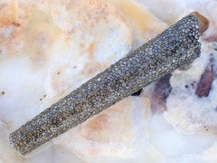 Pectinariidae