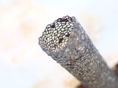 Pectinariidae