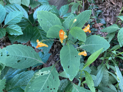 Impatiens capensis