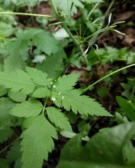 Osmorhiza depauperata