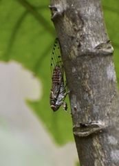 Uhleroides charliclo