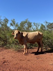 Bos indicus × taurus