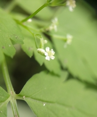 Osmorhiza depauperata