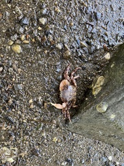 Hemigrapsus sanguineus