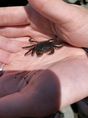 Hemigrapsus sanguineus