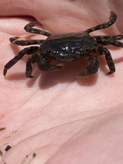 Hemigrapsus sanguineus