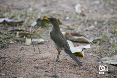 Turdus amaurochalinus