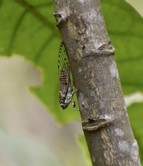 Uhleroides charliclo