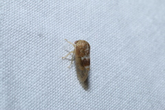 Cyrtolobus maculifrontis