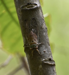 Uhleroides charliclo