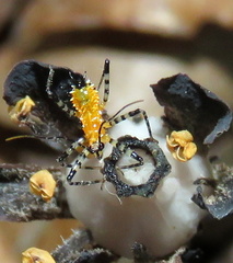 Pselliopus cinctus