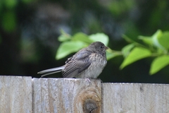 Junco hyemalis