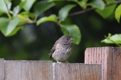 Junco hyemalis