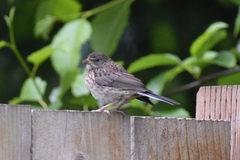 Junco hyemalis